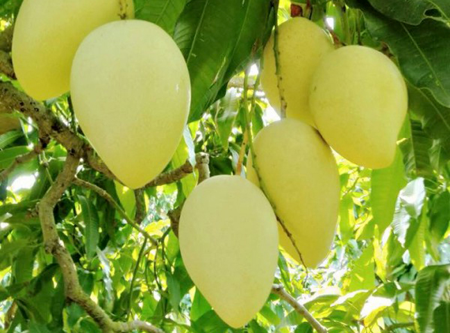 Lô xoài đầu tiên của Đồng Tháp xuất đi châu Âu có giá 11-13 euro/kg. (Ảnh: Cổng Thông tin Điện tử tỉnh Đồng Tháp)